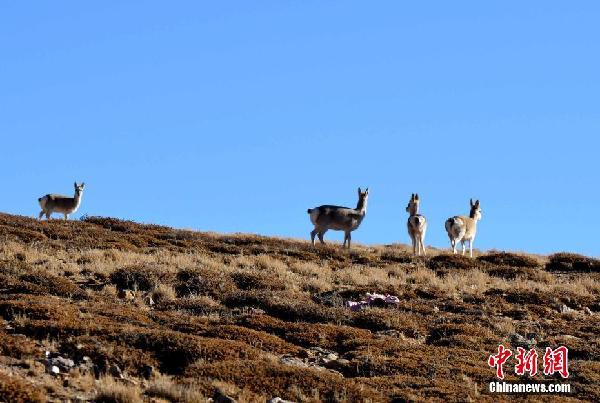 西藏阿里 野生动物的天堂（组图）