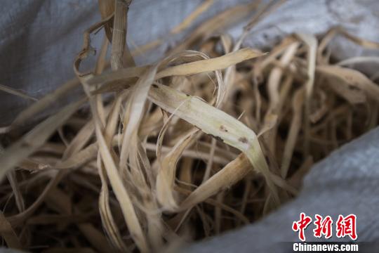 藏纸：雪域高原的历史手札
