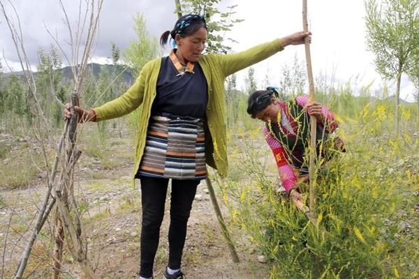 【中国梦·实践者】藏族女护林员：身怀六甲 依然巡园修剪