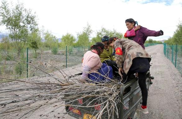 【中国梦·实践者】藏族女护林员：身怀六甲 依然巡园修剪