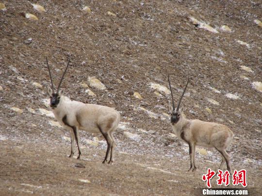 图为藏羚羊。那曲地区林业局供图