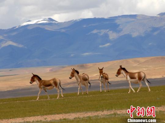 图为西藏野驴。那曲地区林业局供图