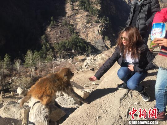 猴子不怕生，不断抓起游客手里的零食吃起来。　赵朗 摄
