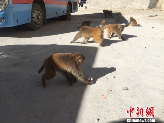 猴子们直接跑到了休息处的过路车辆旁边，地上洒落着过往行人留下来的零食。　赵朗 摄