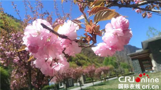 图片默认标题_fororder_4、春日里绽放的樱花