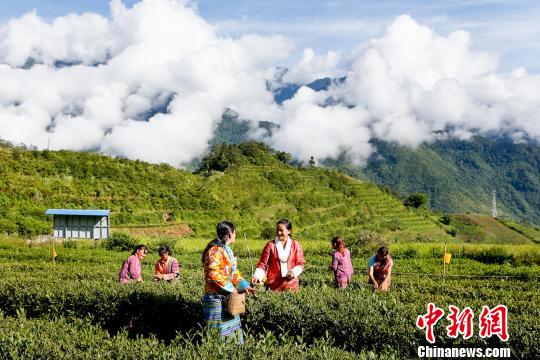 西藏墨脱迎来春茶采摘季