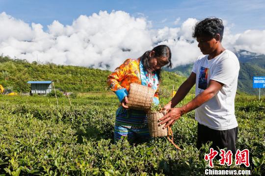 图为当地农户在采茶。墨脱县委宣传部供图