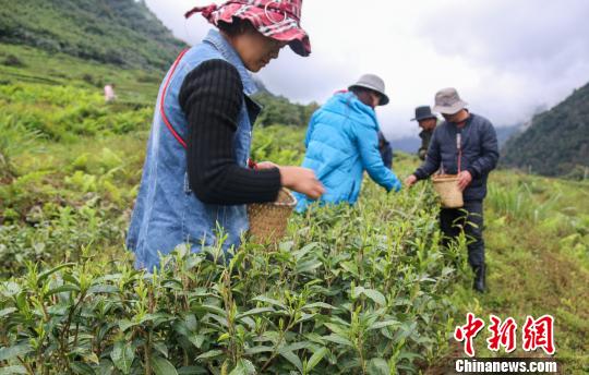 图为当地农户在采茶。墨脱县委宣传部供图