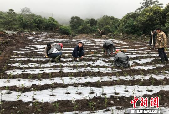 图为当地农户种植茶叶。墨脱县委宣传部供图