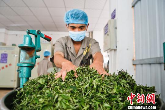 图为墨脱茶厂的员工在炒茶。墨脱县委宣传部供图
