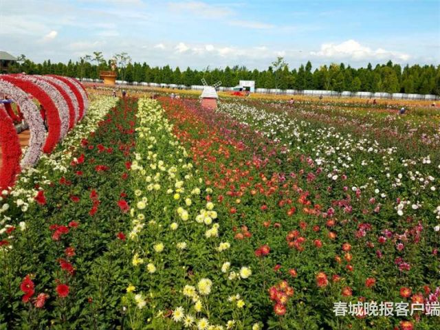 捞鱼河大丽花