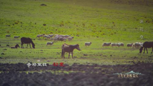 追花夺蜜的养蜂人