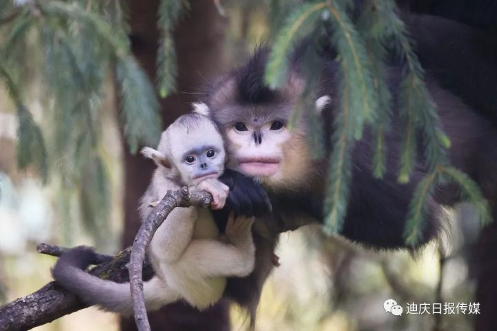 【COP15】这只小猴有多萌，你点进来看看就知道了