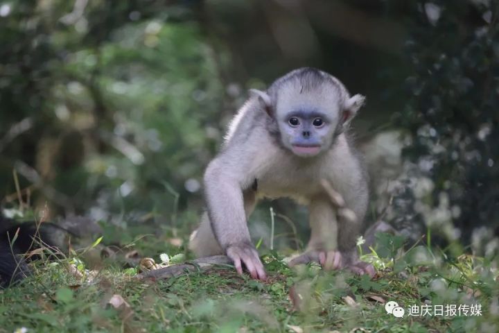 【COP15】这只小猴有多萌，你点进来看看就知道了