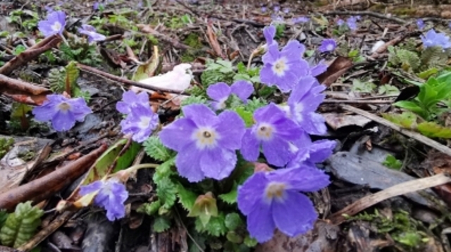 绿眼报春Primula euosma Craib