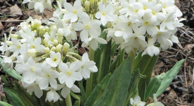 白花雪山报春