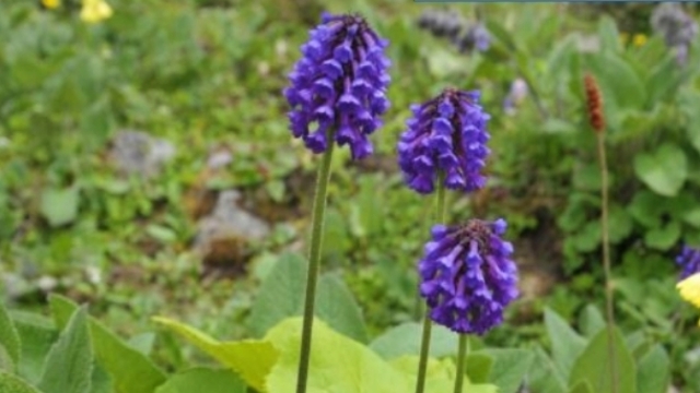羽叶穗花报春