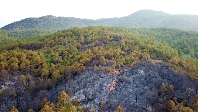 火源不入山 森林才平安